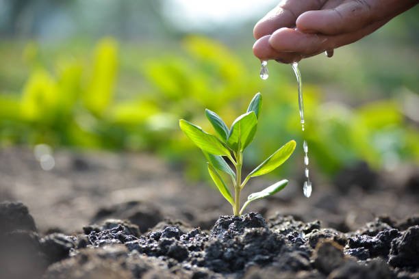 Volunteers planting saplings during a tree plantation drive